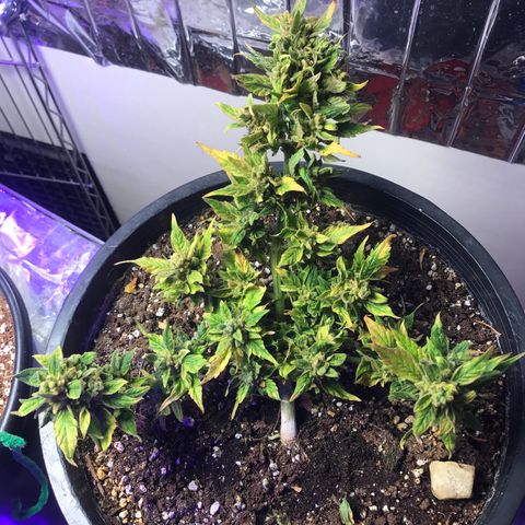Runtz XL Auto growlog timeline photo
