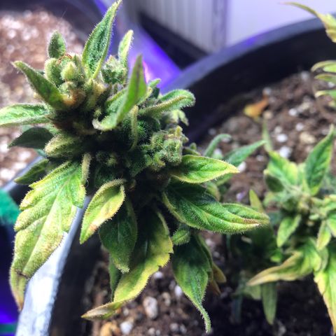 Runtz XL Auto growlog timeline photo
