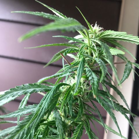 Sunset Sherbert growlog timeline photo