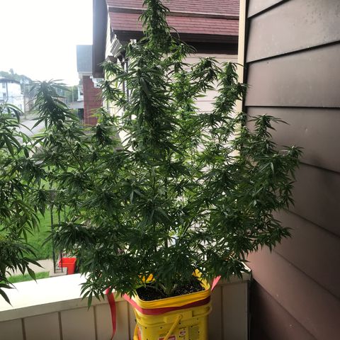 Sunset Sherbert growlog timeline photo