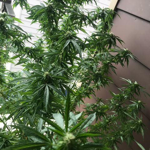 Sunset Sherbert growlog timeline photo