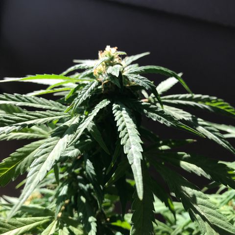 Sunset Sherbert growlog timeline photo