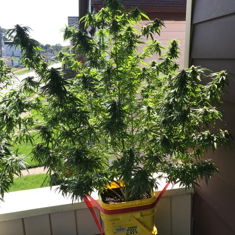 Sunset Sherbert growlog timeline photo