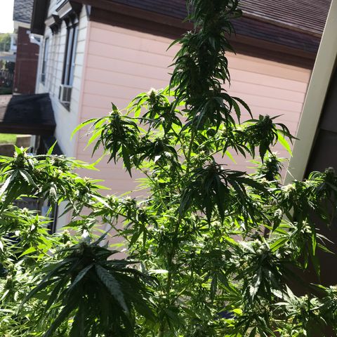 Sunset Sherbert growlog timeline photo