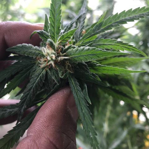 Sunset Sherbert growlog timeline photo