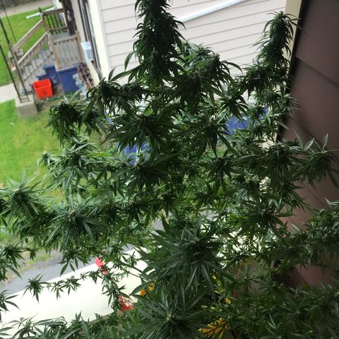 Sunset Sherbert growlog timeline photo