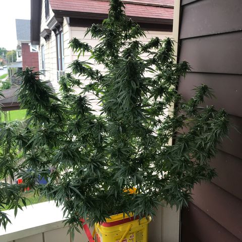 Sunset Sherbert growlog timeline photo
