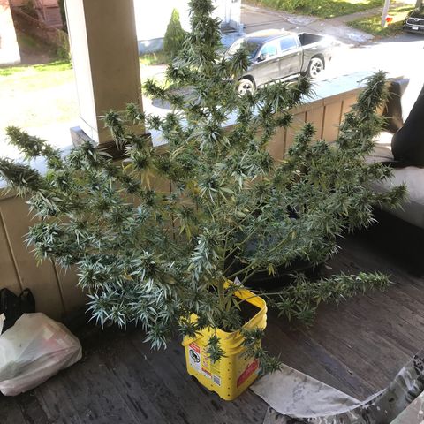 Sunset Sherbert growlog timeline photo
