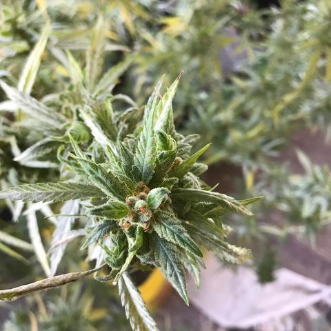 Sunset Sherbert growlog timeline photo
