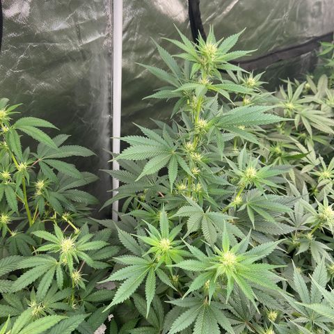 Gorilla Glue 4 (tente #1) growlog timeline photo