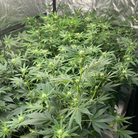 Gorilla Glue 4 (tente #1) growlog timeline photo