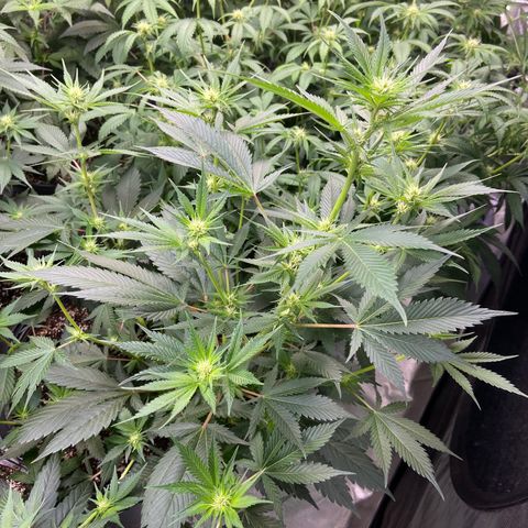 Gorilla Glue 4 (tente #1) growlog timeline photo