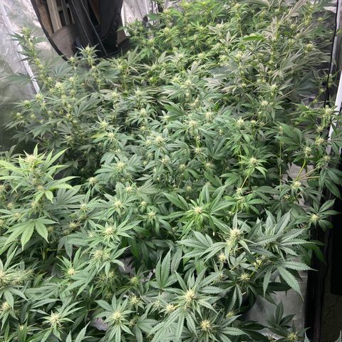 Gorilla Glue 4 (tente #1) growlog timeline photo