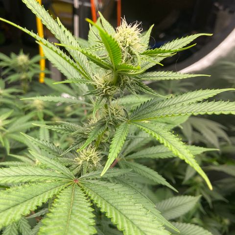Gorilla Glue 4 (tente #1) growlog timeline photo