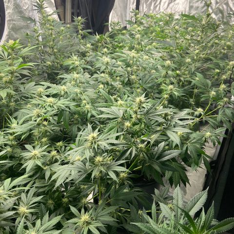 Gorilla Glue 4 (tente #1) growlog timeline photo