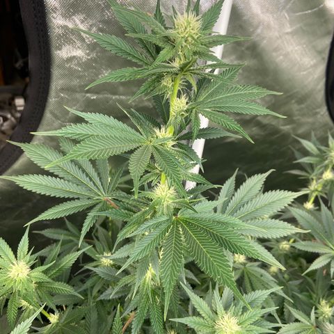 Gorilla Glue 4 (tente #1) growlog timeline photo