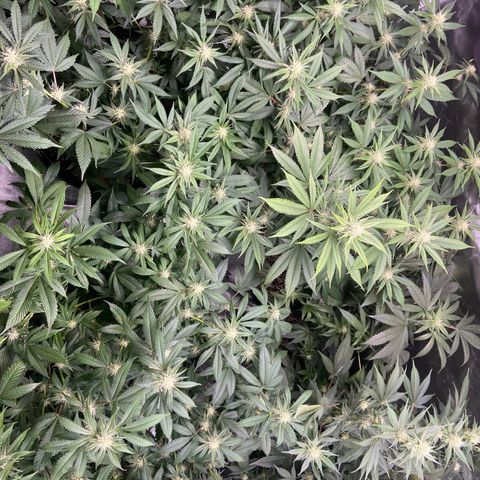 Gorilla Glue 4 (tente #1) growlog timeline photo