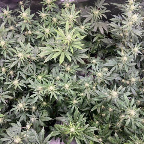 Gorilla Glue 4 (tente #1) growlog timeline photo