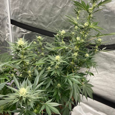 Gorilla Glue 4 (tente #1) growlog timeline photo
