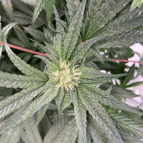 Gorilla Glue 4 (tente #1) growlog timeline photo