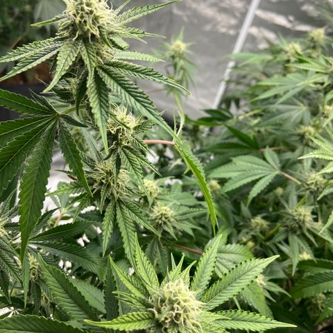 Gorilla Glue 4 (tente #1) growlog timeline photo