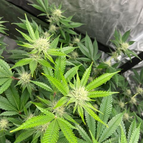 Gorilla Glue 4 (tente #1) growlog timeline photo