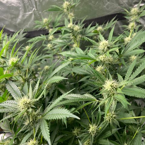 Gorilla Glue 4 (tente #1) growlog timeline photo