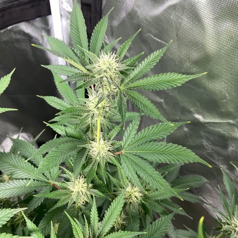 Gorilla Glue 4 (tente #1) growlog timeline photo