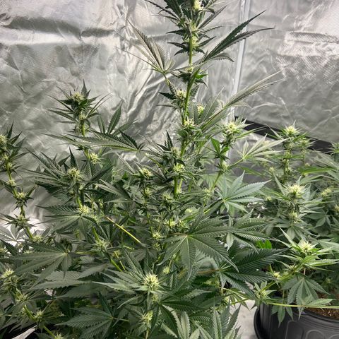 Gorilla Glue 4 (tente #1) growlog timeline photo