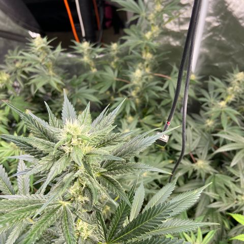 Gorilla Glue 4 (tente #1) growlog timeline photo