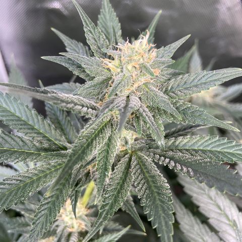 Gorilla Glue 4 (tente #1) growlog timeline photo