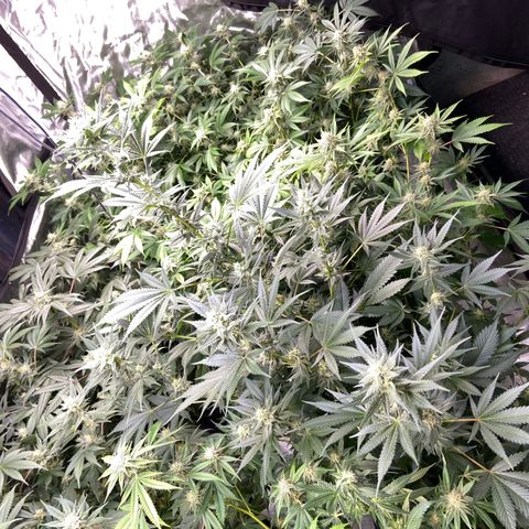 Gorilla Glue 4 (tente #1) growlog timeline photo