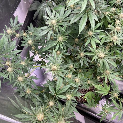Gorilla Glue 4 (tente #1) growlog timeline photo