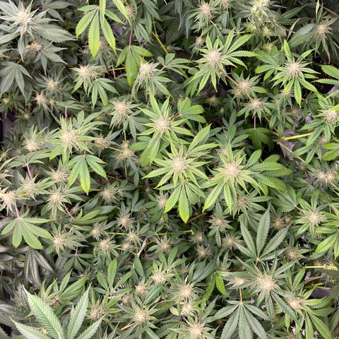 Gorilla Glue 4 (tente #1) growlog timeline photo