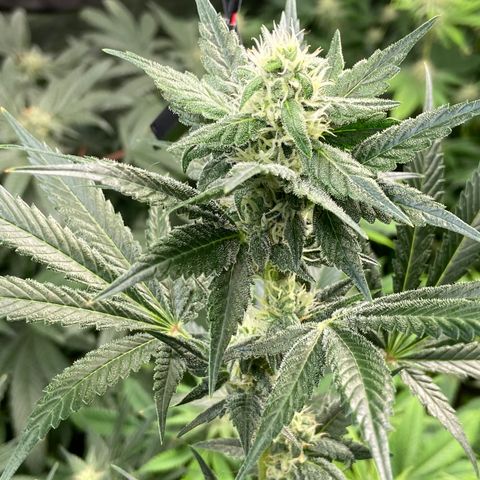 Gorilla Glue 4 (tente #1) growlog timeline photo