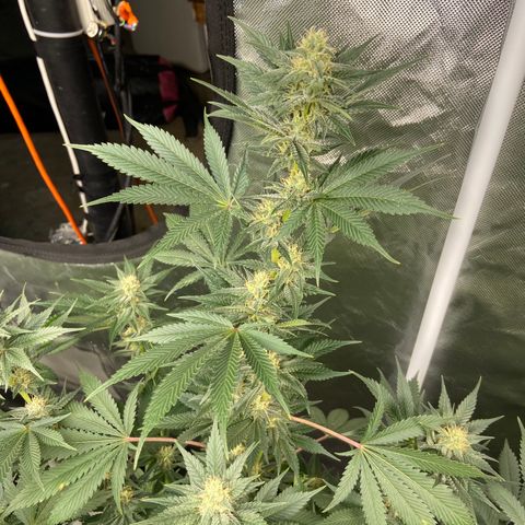 Gorilla Glue 4 (tente #1) growlog timeline photo