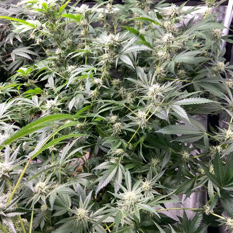 Gorilla Glue 4 (tente #1) growlog timeline photo