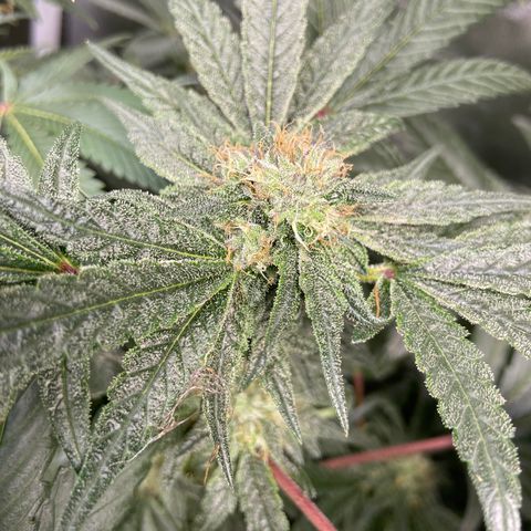 Gorilla Glue 4 (tente #1) growlog timeline photo