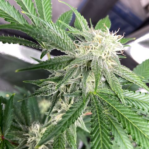 Gorilla Glue 4 (tente #1) growlog timeline photo