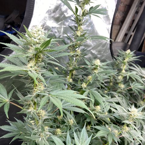 Gorilla Glue 4 (tente #1) growlog timeline photo