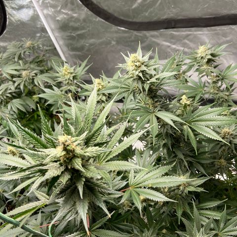 Gorilla Glue 4 (tente #1) growlog timeline photo
