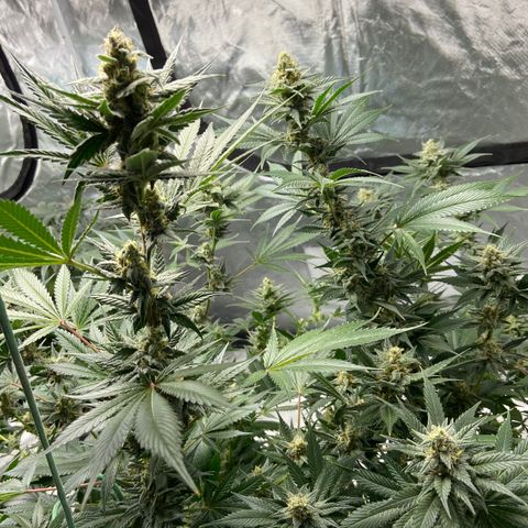 Gorilla Glue 4 (tente #1) growlog timeline photo