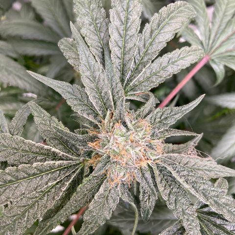 Gorilla Glue 4 (tente #1) growlog timeline photo