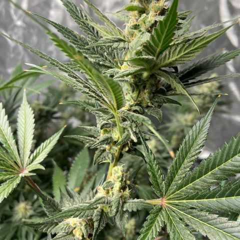 Gorilla Glue 4 (tente #1) growlog timeline photo