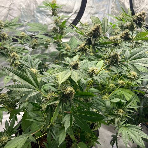 Gorilla Glue 4 (tente #1) growlog timeline photo