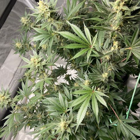 Gorilla Glue 4 (tente #1) growlog timeline photo