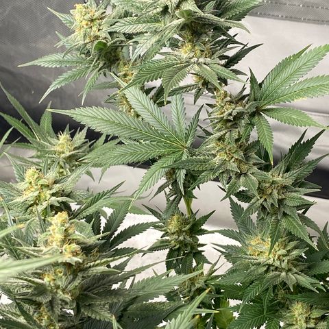 Gorilla Glue 4 (tente #1) growlog timeline photo