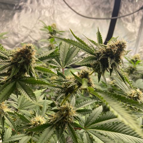 Gorilla Glue 4 (tente #1) growlog timeline photo