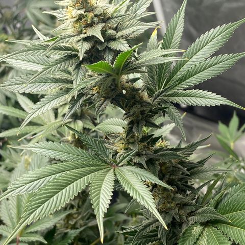 Gorilla Glue 4 (tente #1) growlog timeline photo