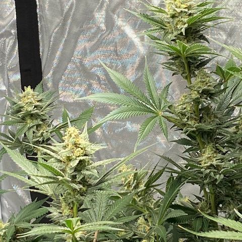 Gorilla Glue 4 (tente #1) growlog timeline photo